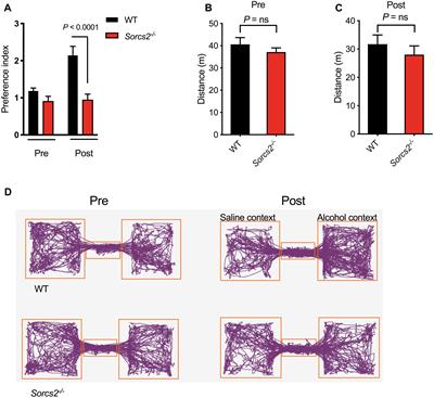 Reduced Alcohol Seeking and Withdrawal Symptoms in Mice Lacking the BDNF Receptor SorCS2